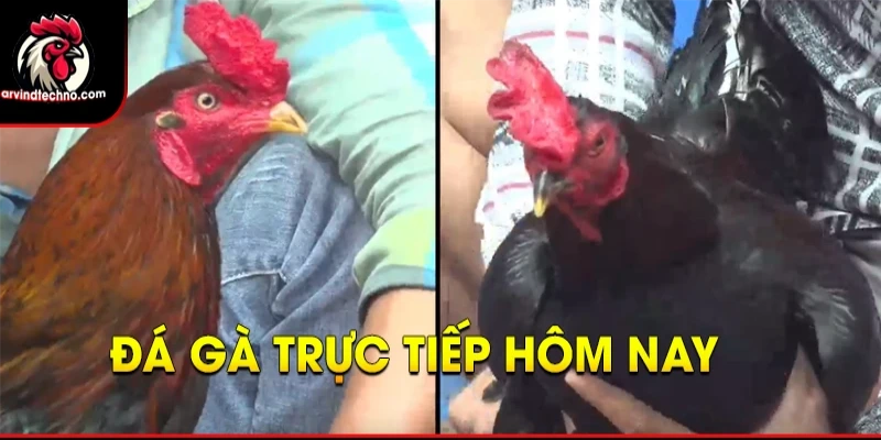 Tiêu chí chọn trận đá gà trực tiếp chất lượng tại Dagachoic1